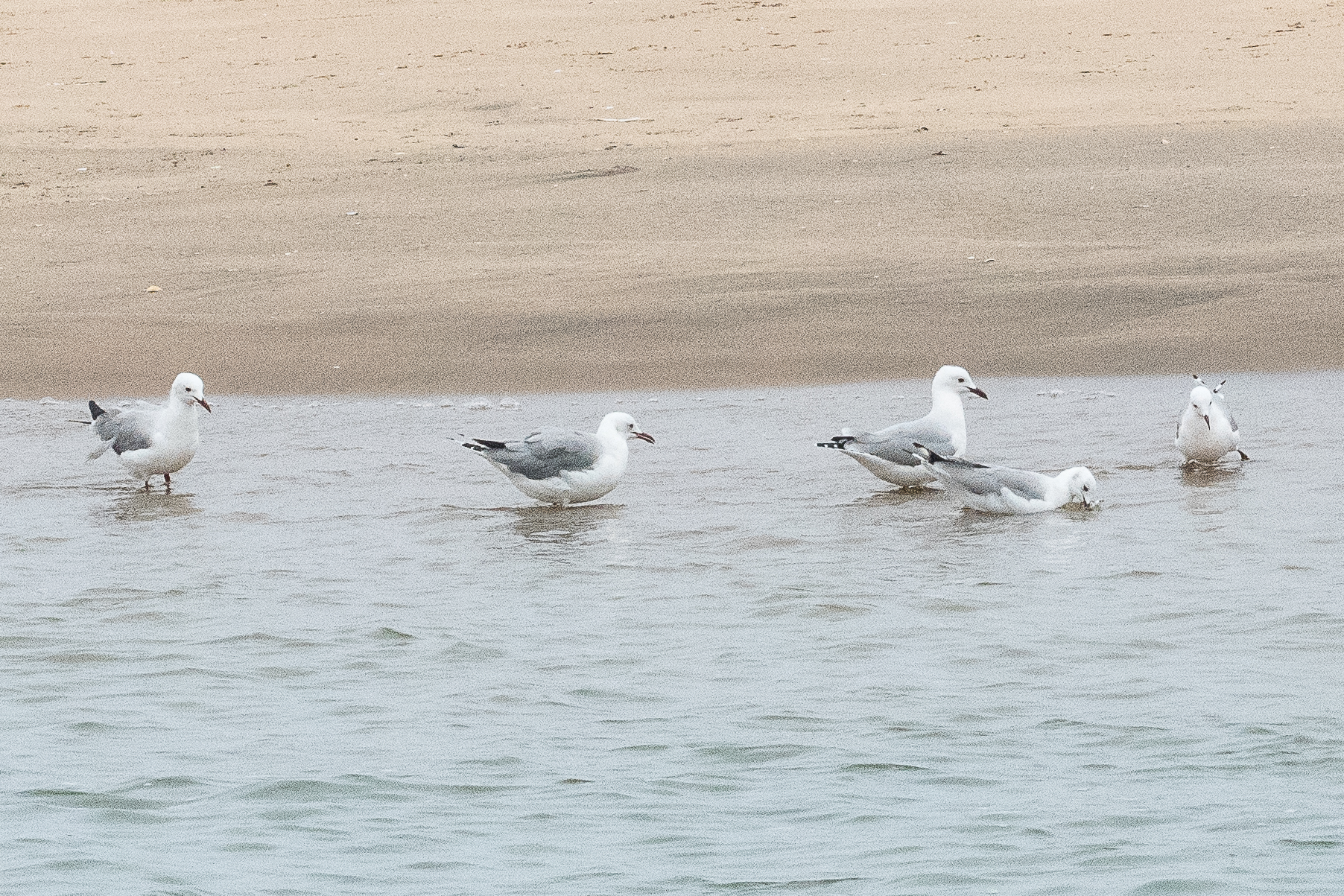 Mouettes de Hartlaub (Hartlaub's gull, Chroicocephalus hartlaubii), Walvis bay, Dorob National Park, Namibie.